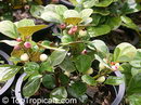 Ficus deltoidea